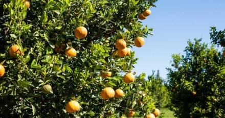 Hérault - Mesures de soutien pour faire face à la baisse du rendement des productions agricoles liée aux conditions climatiques