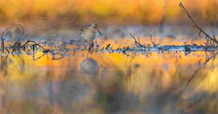 Hautes-Pyrénées - Le Festival pyrénéen de l'image nature fête ses 10