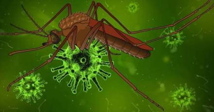 Hérault - VIRUS WEST NILE  : Un premier cas humain positif au West Nile a été diagnostiqué à Baillargues Un nouveau cas positif a été détecté à Lattes.   Nouveau point de situation sur les cas dans l'Hérault 