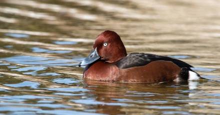 BASSIN DE THAU - Le Fuligule Nyroca : Une nouvelle espèce nicheuse au Bagnas de Marseillan