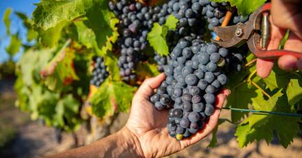 Aigues Mortes  - Les métiers de la viticulture