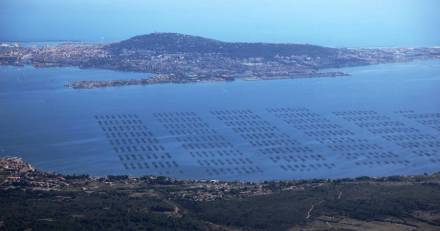 BASSIN DE THAU - Phase expérimentale du projet « NoVLess » : le bassin de Thau vers une solution innovante pour protéger la filière conchylicole